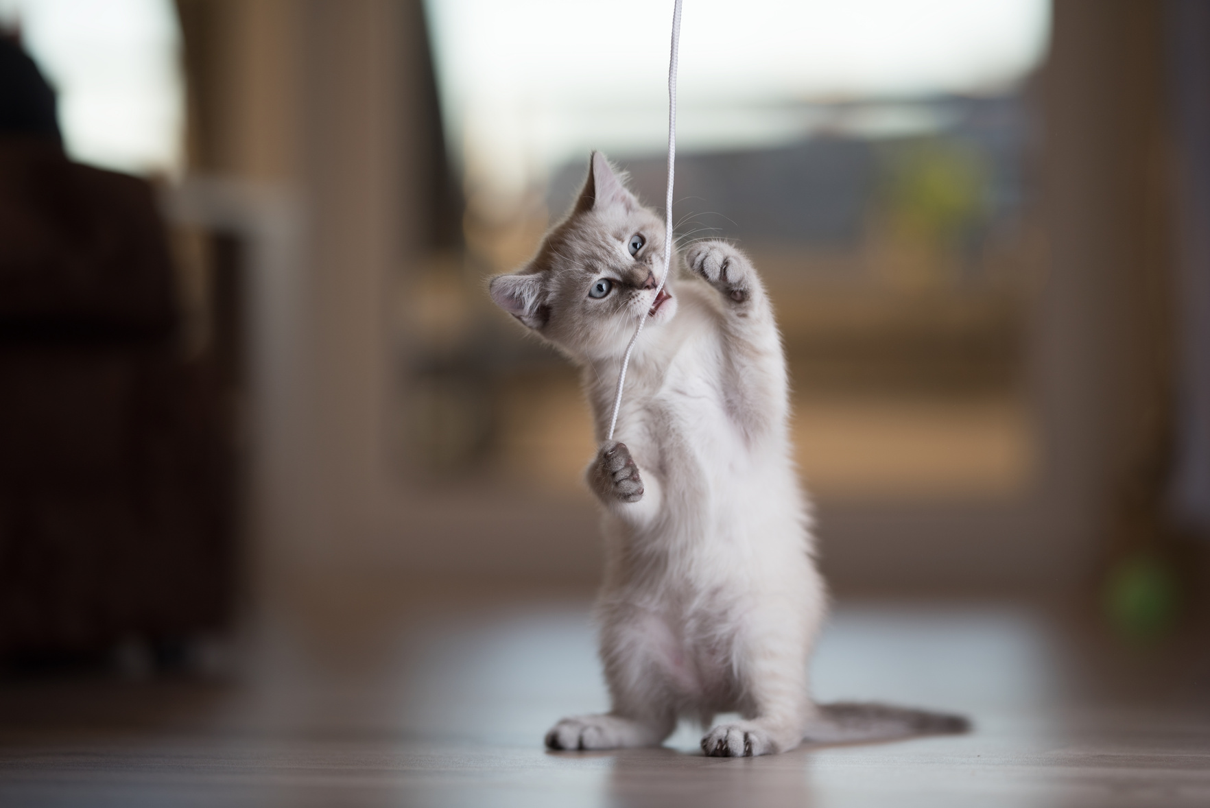 young cat playing