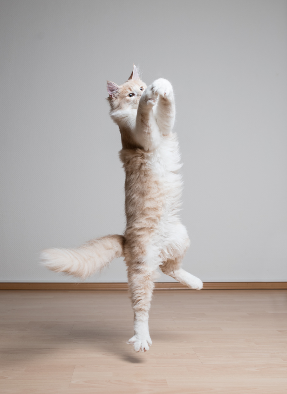 jumping cat